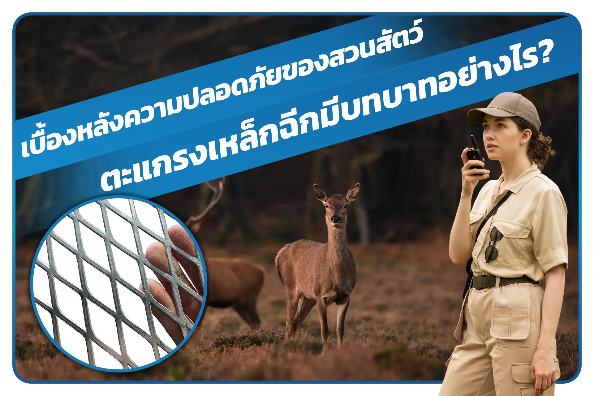 เบื้องหลังความปลอดภัยของสวนสัตว์ ตะแกรงเหล็กฉีกมีบทบาทอย่างไร